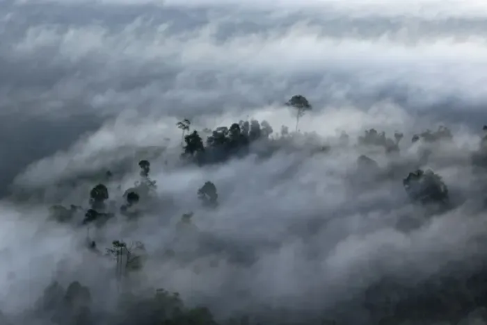Framed Print : Rainforest canopy in a thick mist at dawn Framed Print : Rainforest canopy in a thick mist at dawn