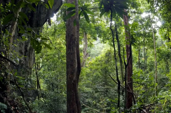 Framed Print : Rainforest and huge limestone rocks are typical Framed Print : Rainforest and huge limestone rocks are typical