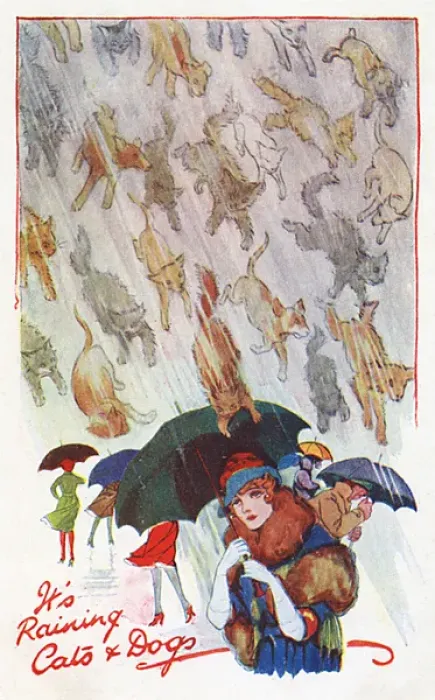 Framed Print : Raining Cats and Dogs Framed Print : Raining Cats and Dogs