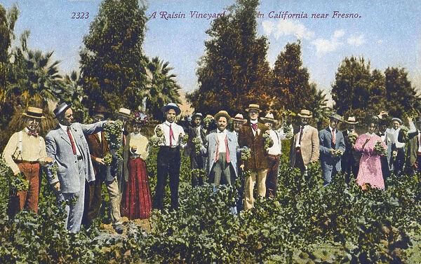 A Raisin Vineyard near Fresno, California, USA