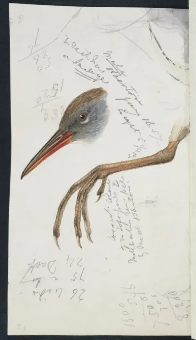 Framed Print : Rallus aquaticus, water rail Framed Print : Rallus aquaticus, water rail