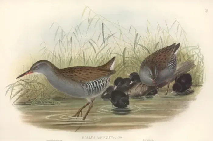 Framed Print : Rallus aquaticus, water rail Framed Print : Rallus aquaticus, water rail