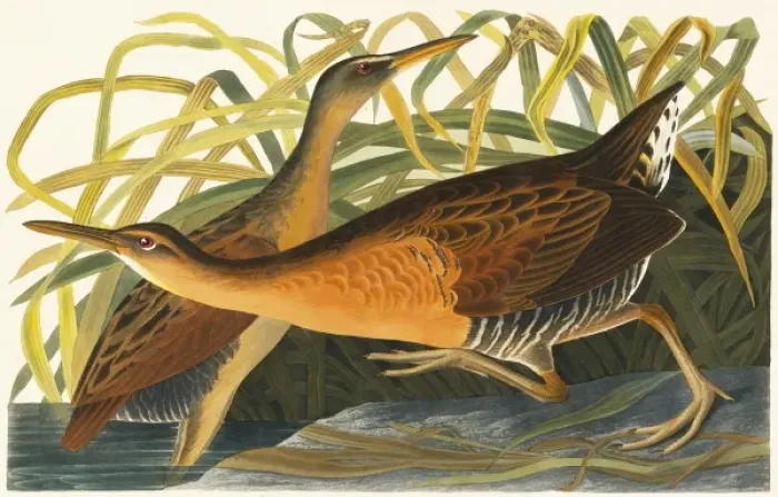 Framed Print : Rallus elegans, king rail Framed Print : Rallus elegans, king rail