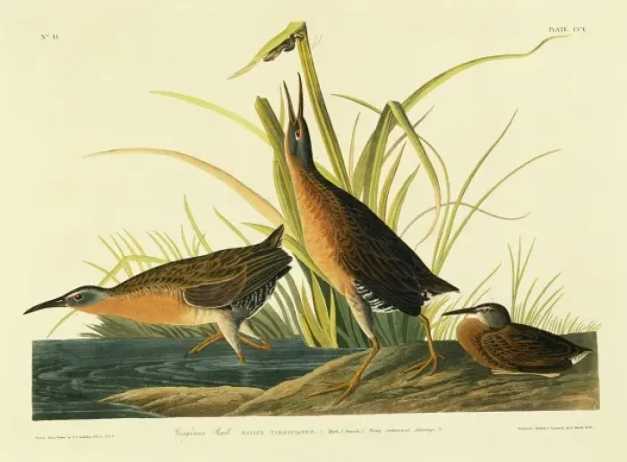 Framed Print : Rallus limicola, Virginia rail Framed Print : Rallus limicola, Virginia rail