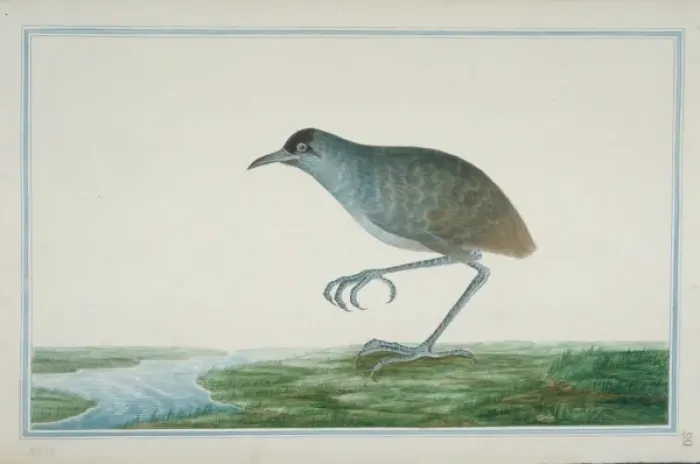 Framed Print : Rallus sp. Rail Framed Print : Rallus sp. Rail