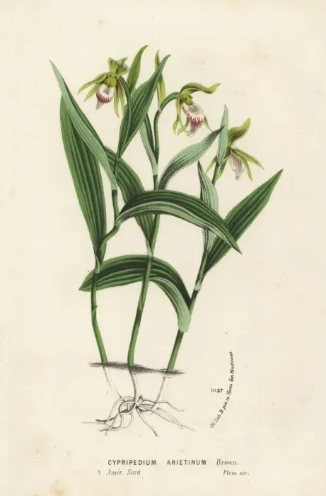 Framed Print : Ram s-head lady s-slipper orchid, Cypripedium arietinum Framed Print : Ram s-head lady s-slipper orchid, Cypripedium arietinum