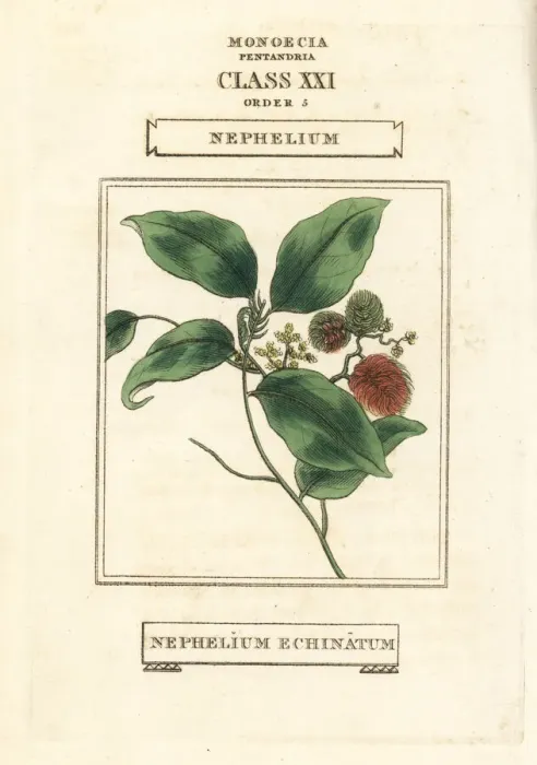 Framed Print : Rambutan, Nephelium lappaceum Framed Print : Rambutan, Nephelium lappaceum