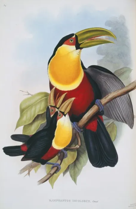 Framed Print : Ramphastos dicolorus, red-breasted toucan Framed Print : Ramphastos dicolorus, red-breasted toucan