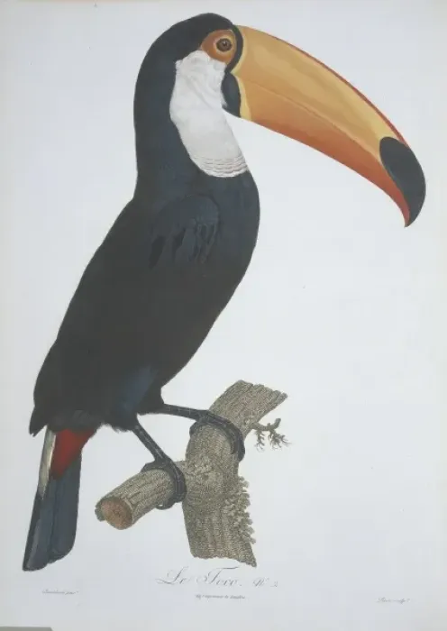 Framed Print : Ramphastos toco, Toco toucan Framed Print : Ramphastos toco, Toco toucan
