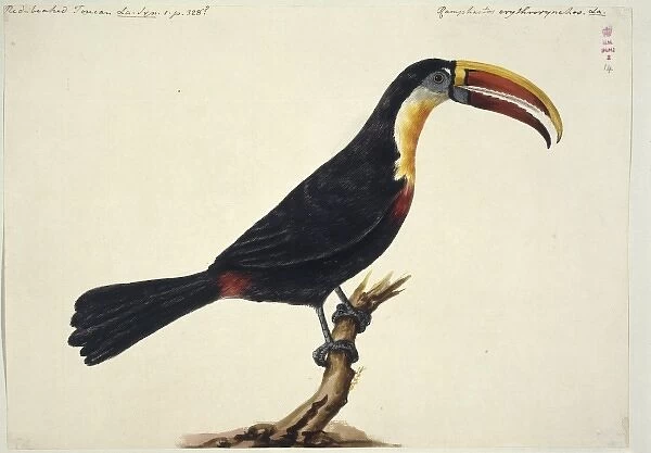 Ramphastos tucanus, white-throated toucan