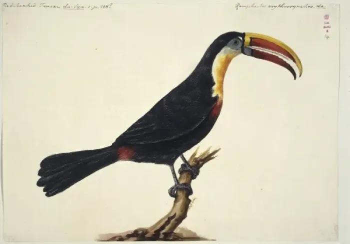 Framed Print : Ramphastos tucanus, white-throated toucan Framed Print : Ramphastos tucanus, white-throated toucan