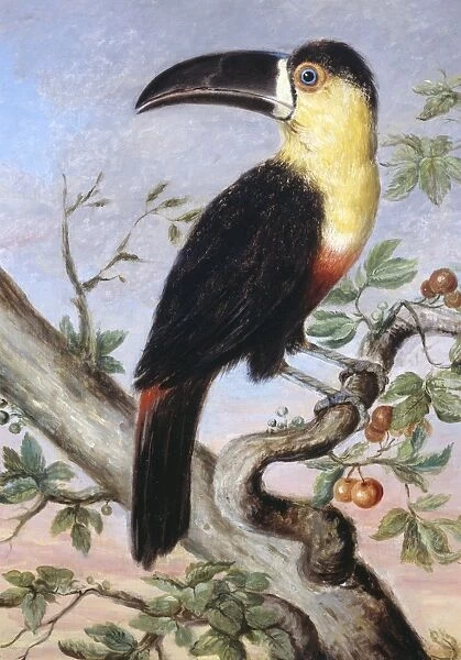 Ramphastos vitellinus, channel-billed toucan