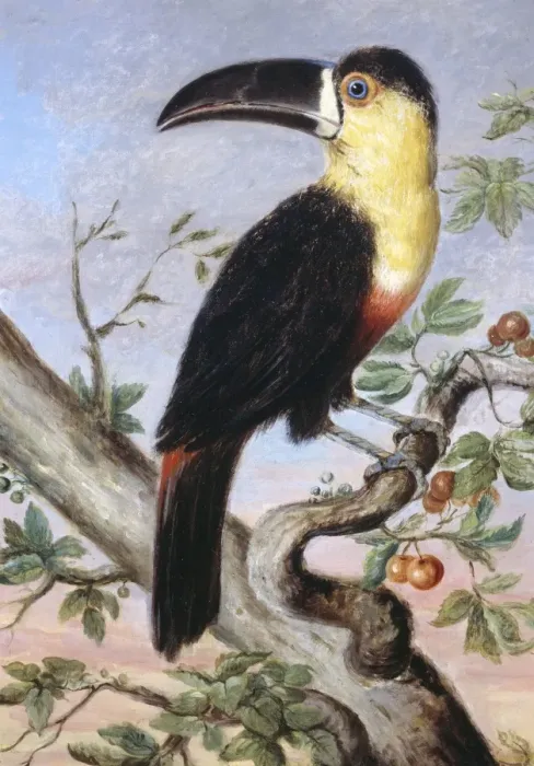 Framed Print : Ramphastos vitellinus, channel-billed toucan Framed Print : Ramphastos vitellinus, channel-billed toucan