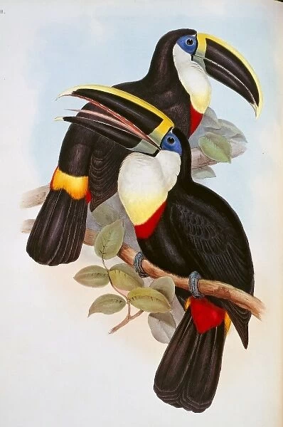 Ramphastos vitellinus culminatus, channel-billed toucan