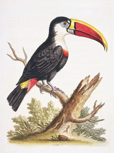 Ramphastos vittelinus culminatus, channel-billed toucan