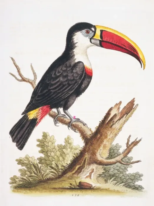 Framed Print : Ramphastos vittelinus culminatus, channel-billed toucan Framed Print : Ramphastos vittelinus culminatus, channel-billed toucan