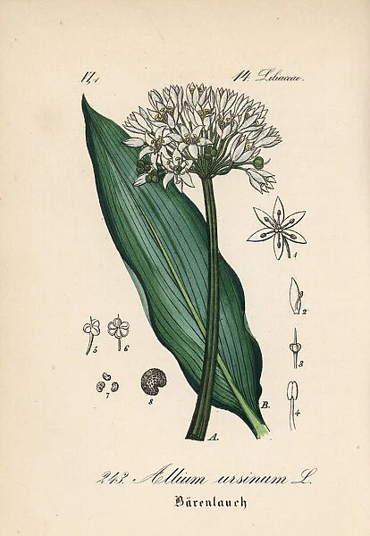 Ramsons, buckrams, or wild garlic, Allium ursinum