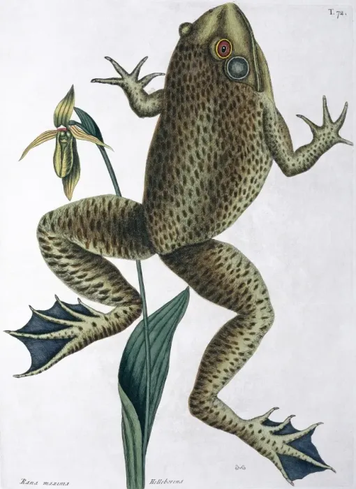 Framed Print : Rana maxima, bull frog Framed Print : Rana maxima, bull frog