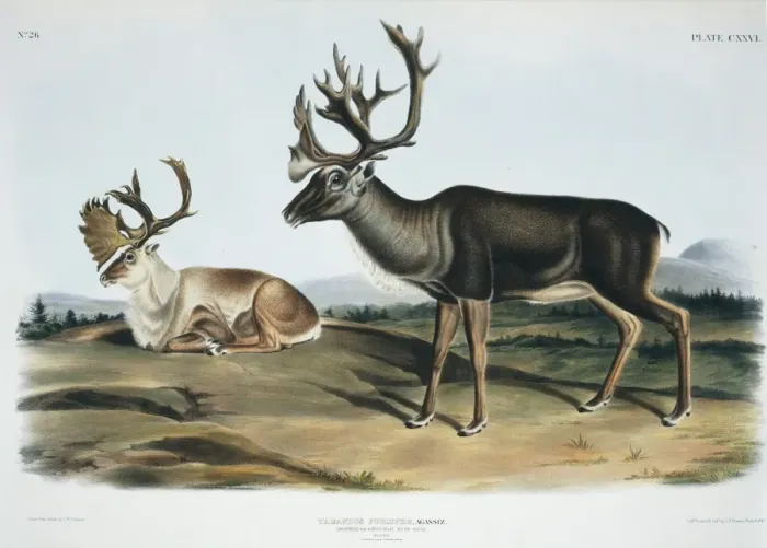 Framed Print : Rangifer tarandus, caribou Framed Print : Rangifer tarandus, caribou