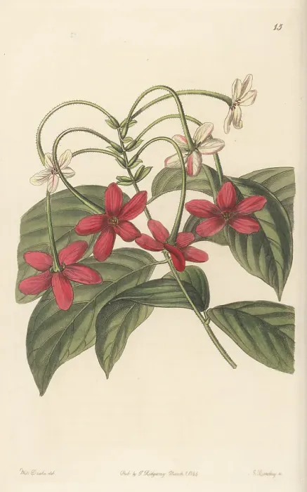 Framed Print : Rangoon creeper, Combretum indicum Framed Print : Rangoon creeper, Combretum indicum