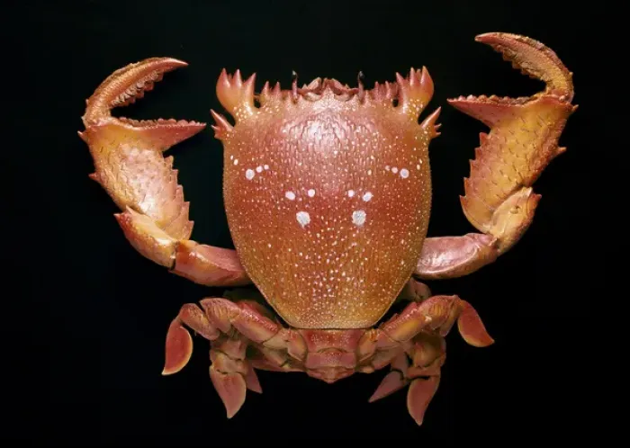 Framed Print : Ranina ranina, spanner crab Framed Print : Ranina ranina, spanner crab