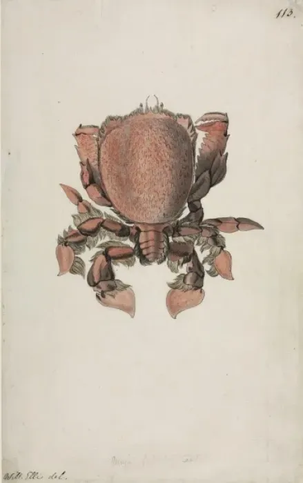 Framed Print : Ranina ranina, spanner crab Framed Print : Ranina ranina, spanner crab