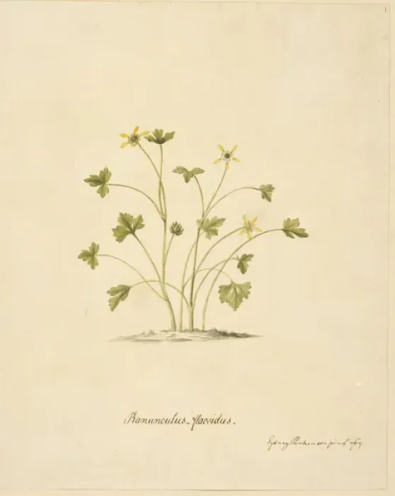 Framed Print : Ranunculus biternatus, antarctic buttercup Framed Print : Ranunculus biternatus, antarctic buttercup