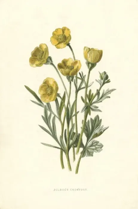 Framed Print : Ranunculus Bulbosus Framed Print : Ranunculus Bulbosus