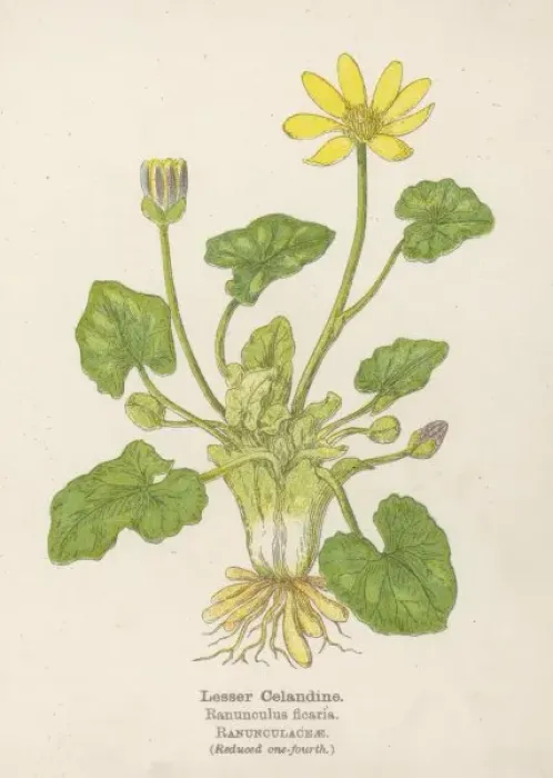 Framed Print : Ranunculus Ficaria Framed Print : Ranunculus Ficaria