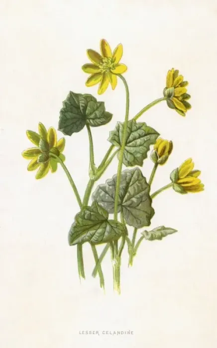 Framed Print : Ranunculus Ficaria Framed Print : Ranunculus Ficaria