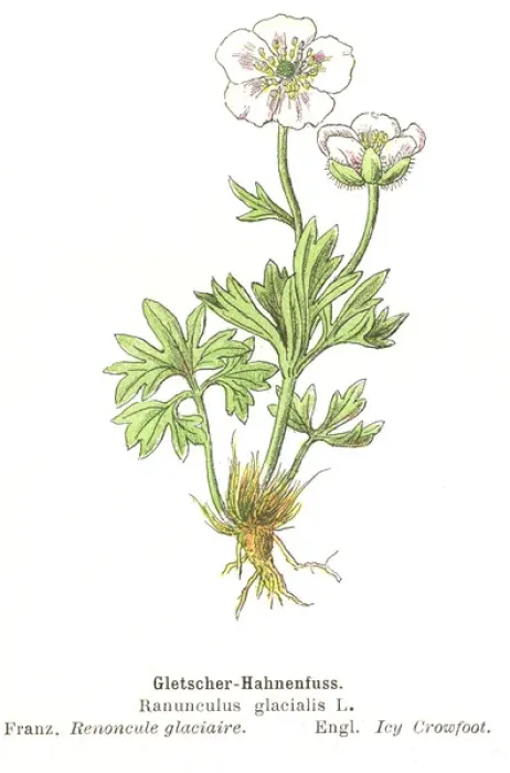Framed Print : Ranunculus glacialis Framed Print : Ranunculus glacialis