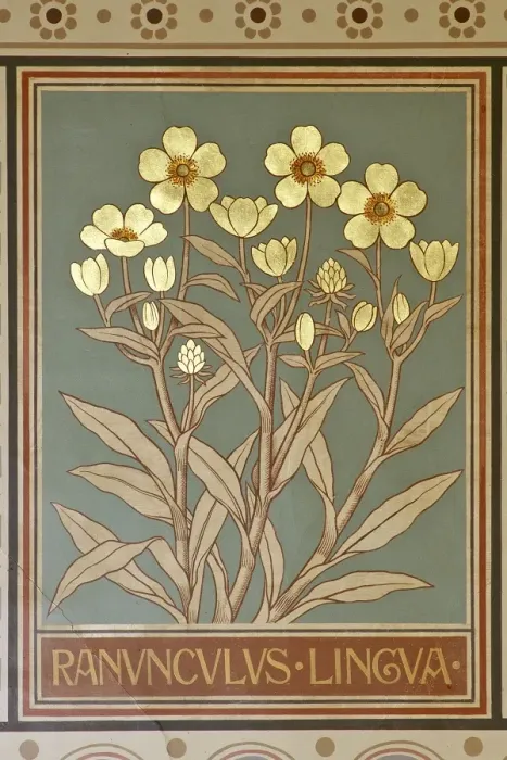 Framed Print : Ranunculus lingua, greater spearwort Framed Print : Ranunculus lingua, greater spearwort