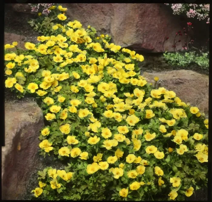 Framed Print : Ranunculus Montanus (Montana Buttercup) Framed Print : Ranunculus Montanus (Montana Buttercup)