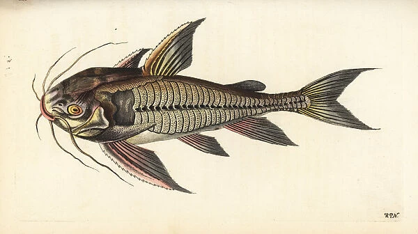 Raphael catfish, Platydoras costatus
