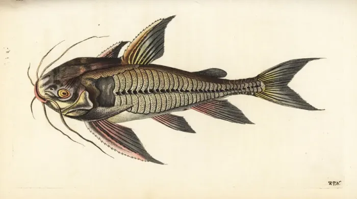 Framed Print : Raphael catfish, Platydoras costatus Framed Print : Raphael catfish, Platydoras costatus