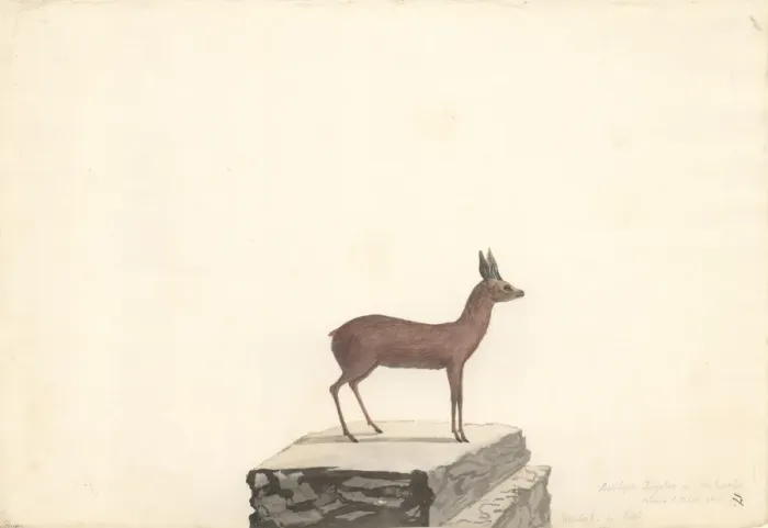 Framed Print : Raphicerus melanotis, cape grysbok Framed Print : Raphicerus melanotis, cape grysbok