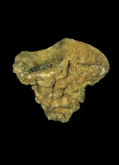 Framed Print : Raphiidonema faringdone, calcareous sponge Framed Print : Raphiidonema faringdone, calcareous sponge