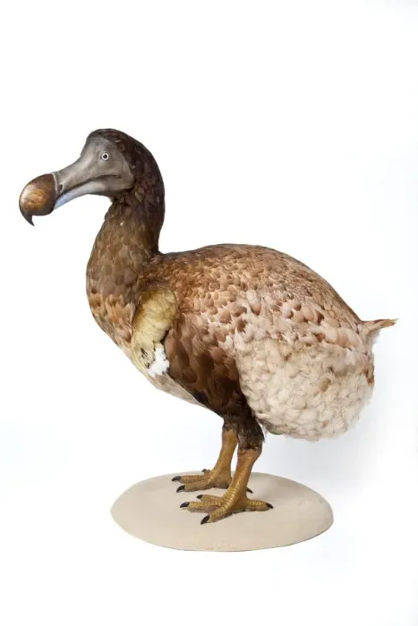 Framed Print : Raphus cucullatus, Dodo Framed Print : Raphus cucullatus, Dodo