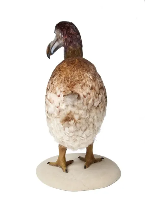 Framed Print : Raphus cucullatus, Dodo Framed Print : Raphus cucullatus, Dodo