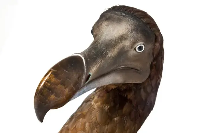 Framed Print : Raphus cucullatus, Dodo Framed Print : Raphus cucullatus, Dodo