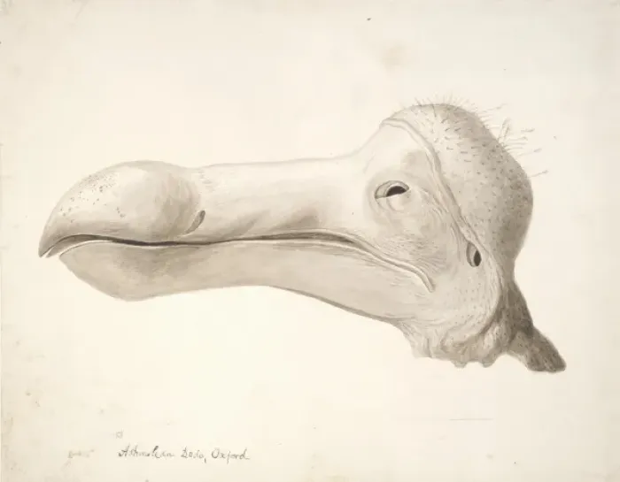 Framed Print : Raphus cucullatus, dodo Framed Print : Raphus cucullatus, dodo