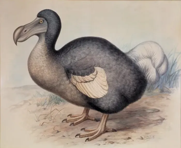 Framed Print : Raphus cucullatus, dodo Framed Print : Raphus cucullatus, dodo