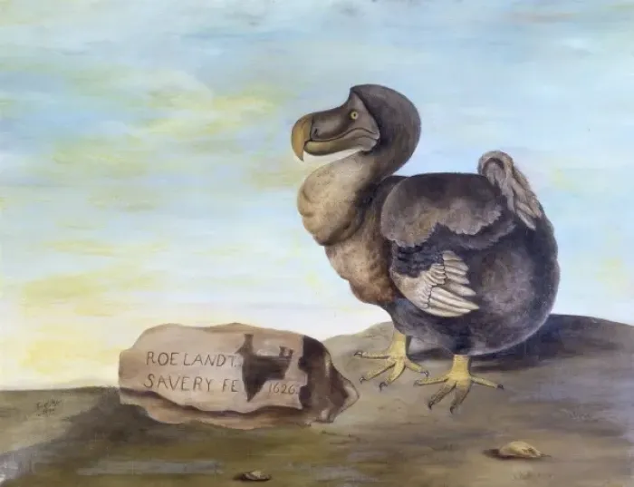 Framed Print : Raphus cucullatus, dodo Framed Print : Raphus cucullatus, dodo
