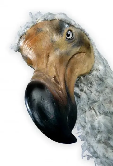 Framed Print : Raphus cucullatus, dodo Framed Print : Raphus cucullatus, dodo