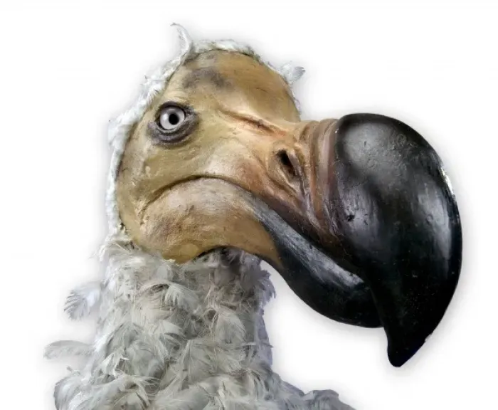Framed Print : Raphus cucullatus, dodo Framed Print : Raphus cucullatus, dodo