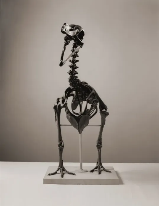 Framed Print : Raphus cucullatus, dodo Framed Print : Raphus cucullatus, dodo