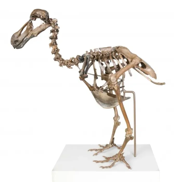 Framed Print : Raphus cucullatus, dodo Framed Print : Raphus cucullatus, dodo