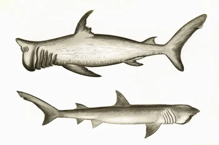 Framed Print : Rashleigh Shark and Broad-Headed Gazer Framed Print : Rashleigh Shark and Broad-Headed Gazer