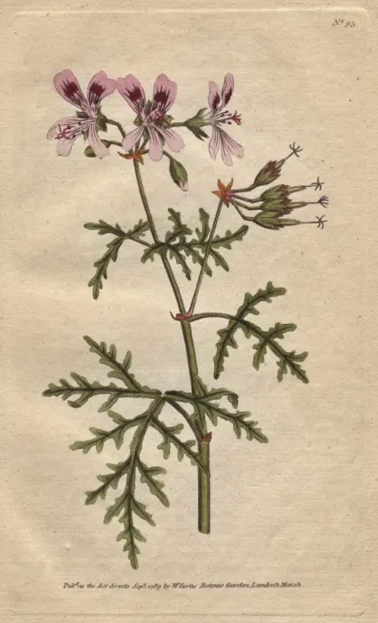 Framed Print : Rasp-leaved geranium with pink and purple flowers Framed Print : Rasp-leaved geranium with pink and purple flowers