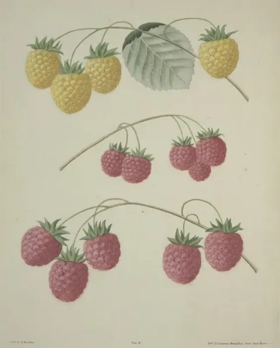 Framed Print : The Raspberry Framed Print : The Raspberry